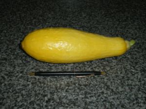 Summer squash compared to the size of a pen.